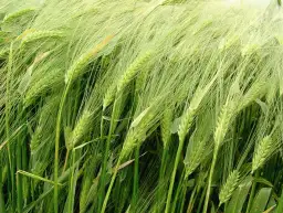 Tajemnice kłosów zbóż: budowa i znaczenie w rolnictwie