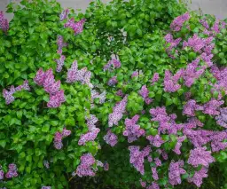 Jakie kwiaty kwitną w maju? Odkryj piękne rośliny do ogrodu