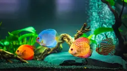 Czy rybki śpią? Zaskakujące fakty o ich śnie i odpoczynku