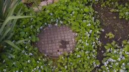 Jak zasłonić szambo w ogrodzie i poprawić estetykę przestrzeni