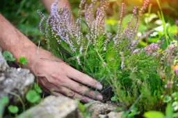Kiedy sadzić wrzosy w ogrodzie, aby uniknąć błędów i cieszyć się pięknem?