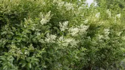 Kiedy kwitnie ligustr? Sekret pięknych kwiatów i jak ich doczekać