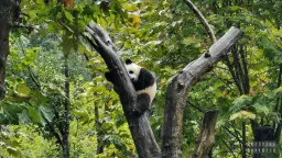 Gdzie żyją pandy? Odkryj Chiny i zaplanuj podróż życia!