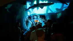 Odkryj tajemnice Dubai Oceanarium – niezapomniane wrażenia i atrakcje