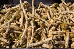 Jak uprawiać chrzan: proste sposoby na zdrowe i smaczne korzenie