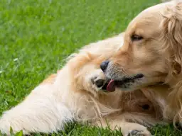 Dlaczego pies wygryza sobie łapy - Przyczyny i sposoby na zapobieganie