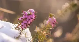 Wrzosiec kiedy kwitnie - poznaj terminy kwitnienia różnych gatunków