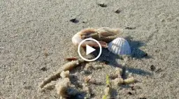 Czy w Bałtyku są krewetki? Odkryj ich fascynujący świat i gatunki