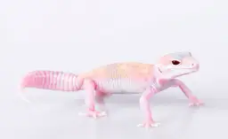 Ile powinien ważyć gekon lamparci? Sprawdź, czy twój jest zdrowy