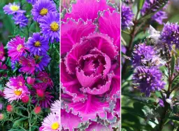 Co kwitnie w listopadzie? Odkryj piękne rośliny na jesień