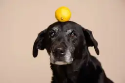 Czy pies może jeść cytrynę? Toksyczność i objawy zatrucia