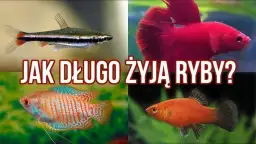 Ile żyją rybki akwariowe? Odkryj sekrety ich długowieczności