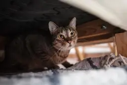 Zespół stresu pourazowego u kota: objawy, przyczyny i leczenie