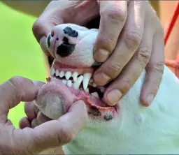 Kiedy szczeniakowi wypadają zęby? Kalendarz i porady