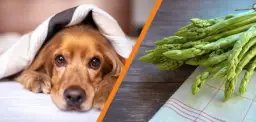 Czy pies może jeść szparagi? Bezpieczne przygotowanie i ryzyka