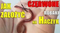 Jak założyć dżdżownicę na haczyk? 4 metody na więcej brań!