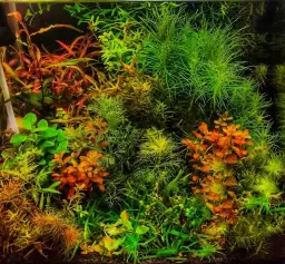 Poprawne oświetlenie akwarium - ile godzin światła dla zdrowych roślin i ryb