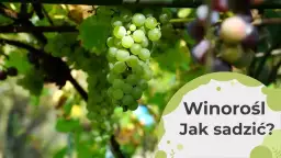Gdzie posadzić winogron, aby uniknąć błędów i cieszyć się plonami