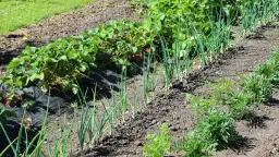 Co posadzić po truskawkach, aby wzbogacić glebę i plony?