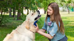 Golden Retriever: Czy to pies dla Ciebie? Sprawdź, zanim kupisz!