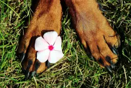 Czy można zakopać psa w ogrodzie? Sprawdź, co mówią przepisy