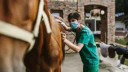 Ile zarabia weterynarz od koni? Zaskakujące różnice w wynagrodzeniach