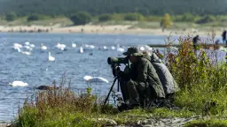 Rezerwat przyrody Mewia Łacha - unikalne miejsce dla ptaków i turystów