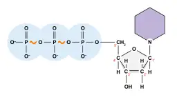 ATP biologia: Jak komórki zasilają życie? Odkryj sekret energii!