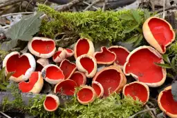 Czarka szkarłatna: informacje, przepis, jadalność