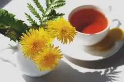 Jak zrobić herbatę z mniszka lekarskiego i cieszyć się jej korzyściami