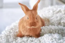 Czy królik rozpoznaje właściciela? Odkryj zaskakujące fakty o zachowaniu