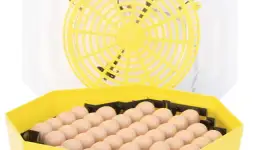 Inkubator do jaj: Jak wybrać najlepszy model? Uniknij błędów!