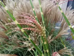 Dlaczego miskant nie kwitnie? Odkryj przyczyny braku kwiatów