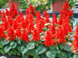 Szałwia błyszcząca - kiedy do gruntu, aby uniknąć przymrozków