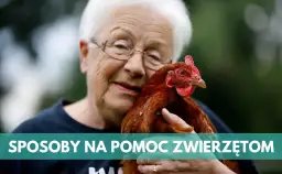 Jak skutecznie pomagać zwierzętom: 6 sposobów na realną pomoc