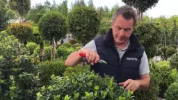 Jak i kiedy przycinać ostrokrzew, aby uniknąć błędów i cieszyć się zdrowiem rośliny