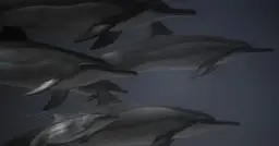 5 kłamstw o delfinach, które utrwaliło kino rodzinne