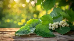 Morwa biała - liść o wielu prozdrowotnych właściwościach