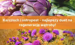 Karczoch czy ostropest – co naprawdę lepiej wspiera zdrowie wątroby?