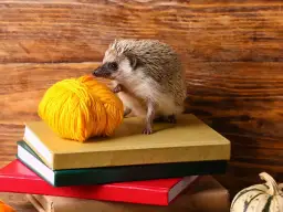 Jak zrobić jeża z butelki? Kreatywny upcykling DIY!