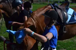 Klub jeździecki Maciejówka MOSiR Zabrze - jazda konna dla każdego