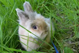 Ile żyją króliki miniaturki? Wydłuż ich życie do 12+ lat!