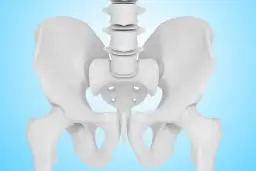Biały model ludzkiej miednicy i kości udowych na jasnoniebieskim tle.