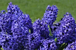 Kiedy sadzić hiacynty do gruntu, aby uniknąć błędów i cieszyć się kwitnieniem