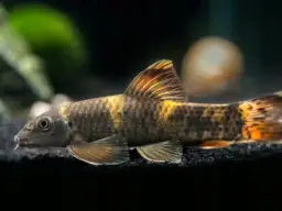 Ile kosztują rybki do akwarium? Ceny, które zaskoczą każdego akwarystę