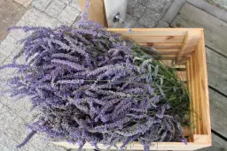 Kiedy kwitnie lawenda w Polsce? Kalendarz i sekrety obfitości!