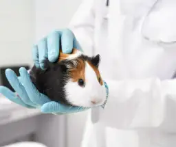 Czy z chomikiem chodzi się do weterynarza? Ważne informacje o zdrowiu