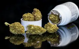Cena kilograma marihuany w Polsce: Czarny rynek vs. apteka