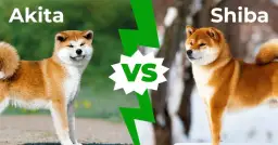 Akita Inu czy Shiba Inu? Który pies pasuje do Ciebie?