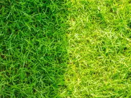 Trawnik bez mchu? Czym wapnować i jak to zrobić krok po kroku.